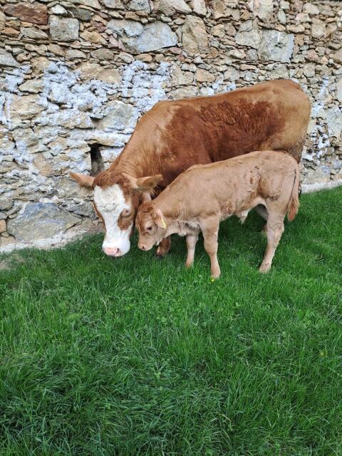 Verkaufe Bio-Mutterkuh mit Stierkalb