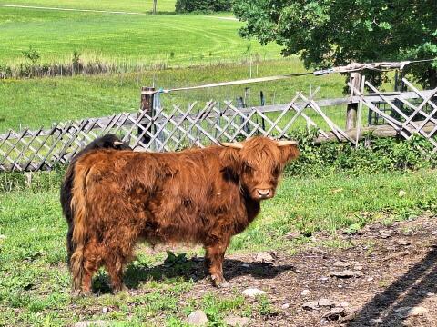 Hochlandrind-Stier, Bio