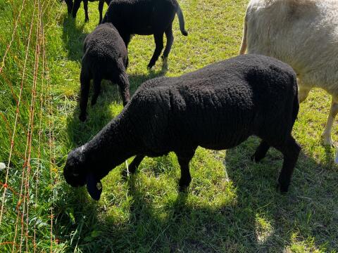 Verkaufe jungen Widder