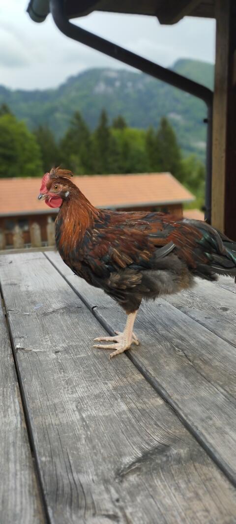 Altsteirer Hahn