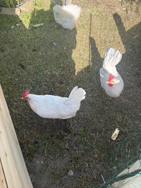 Junge legereife Leghorn Hennen zu vergeben