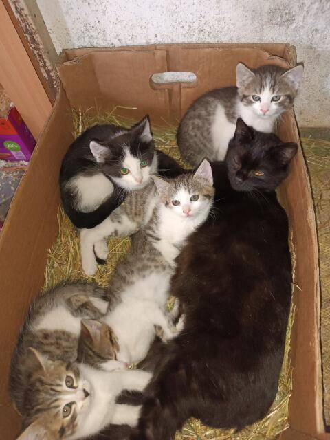 Kleine Katzen