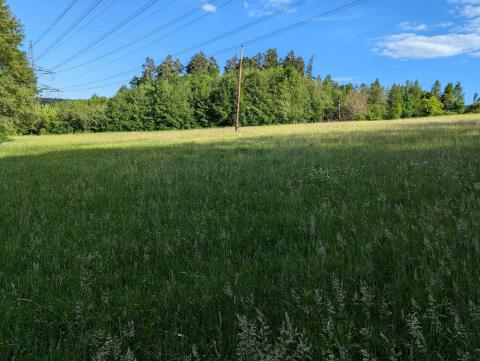 Wiese zum Mähen