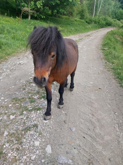 Mini-Ponyhengst