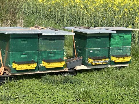 Bienen