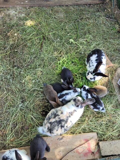 Kaninchen