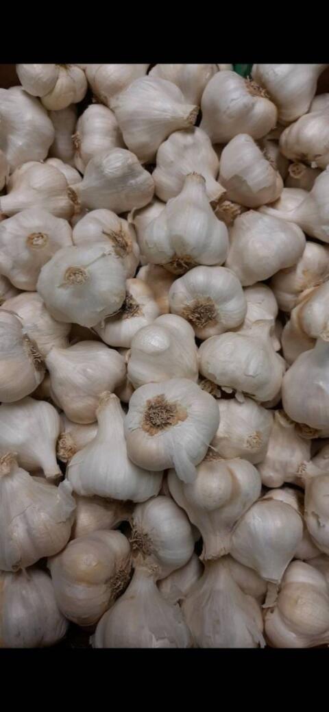 Knoblauch