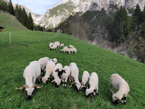 Widderlämmer Walliser Schwarznasenschafe