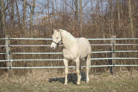 Champagne Foundation Quarter Horse Deckhengst