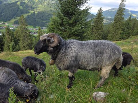 Tiroler Steinschaf