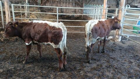 2 Bio-Ochsen, weidetauglich