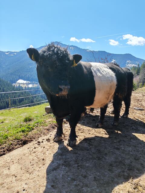 Galloway Belted Stier