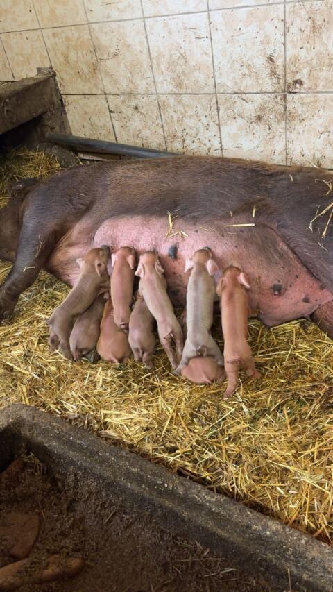 Verkaufe Duroc-Ferkel