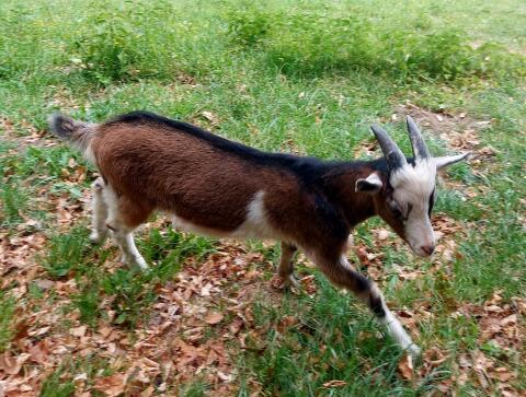Bockkitz, Jungbock, Ziegenbock