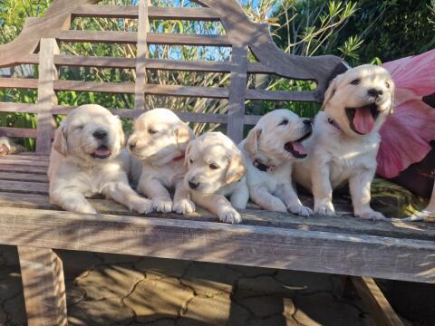 Golden Retriever
