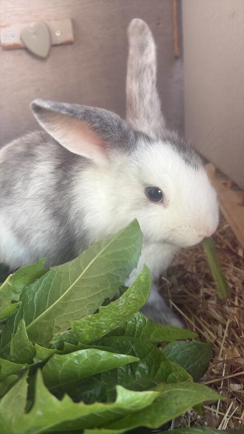 Kaninchen