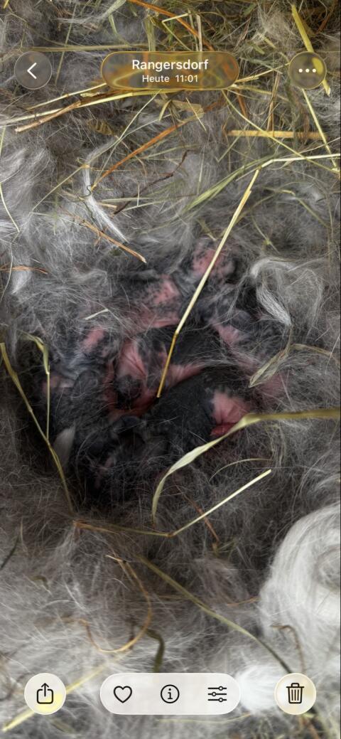 Reinrassige NHD Zwergkaninchen-Babys