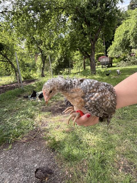 Bielefelder Kennhuhn-Hahn