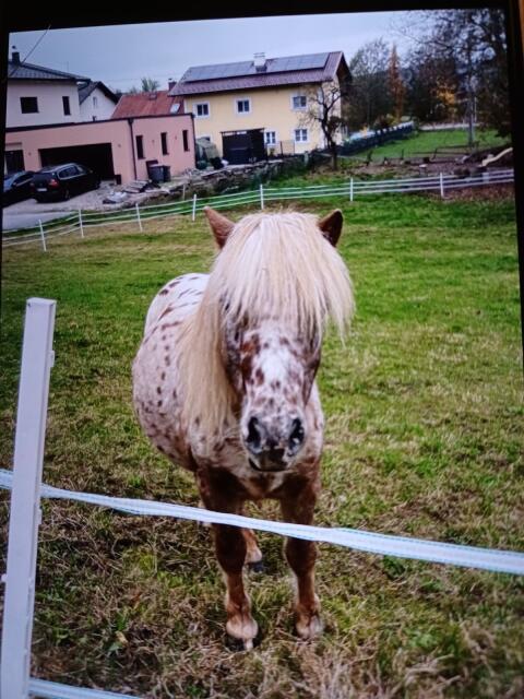 Shettyhengst Rambo sucht ein neues Zuhause