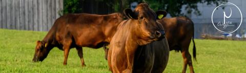 Wagyu-Workshop Herd- und Stallmanagement Mutterkuhhaltung
