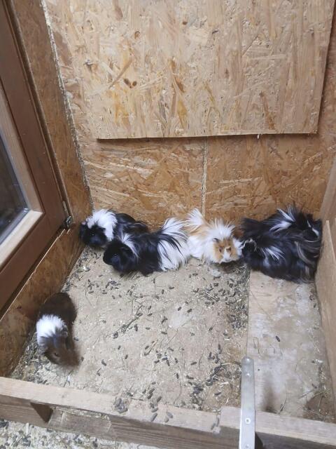 Meerschweinchen
