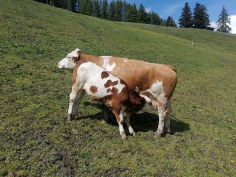 Bio-Kuh mit Kalb