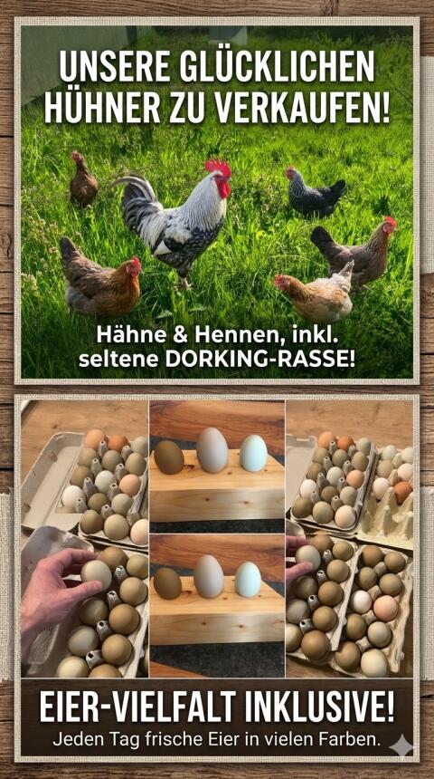 Hühner und Hähne