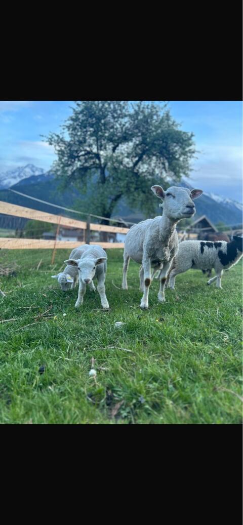 Texal-Widder