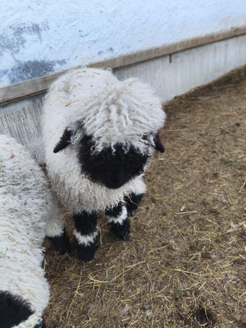 Walliser Schwarznasen Widderlämmer Bio