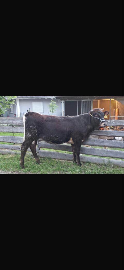 Aubrac/Pinzgauer Kalbin