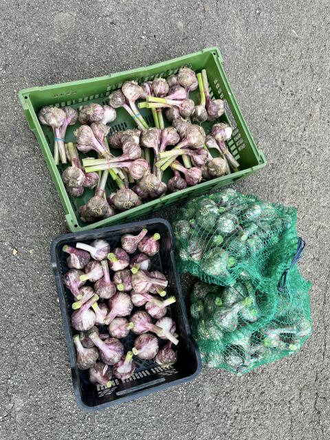 Frischer Knoblauch