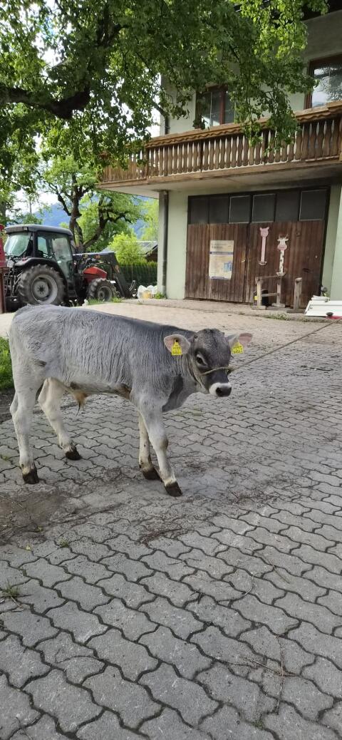 Verkaufe Tiroler Grauvieh-Kalb