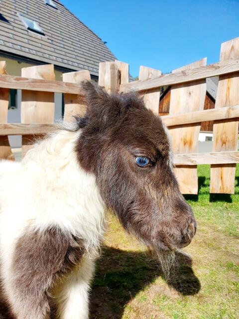 Mini-Shetland Splashed-Tovero Absetzer mit blauem Auge