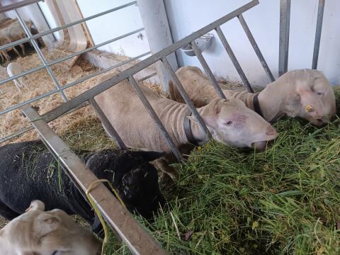 Lacaune-Widder