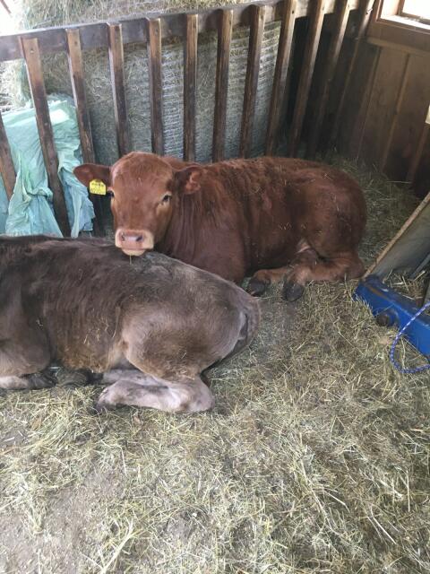 Galloway/Limousin Ochse