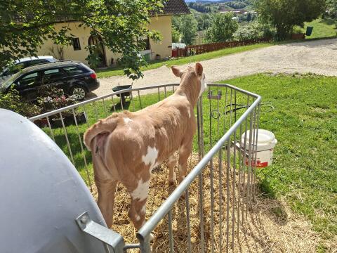 FV x CH Kalb, weiblich