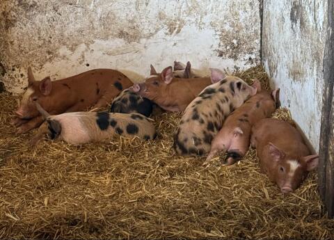 Turopolje-Kunekune-Ferkel
