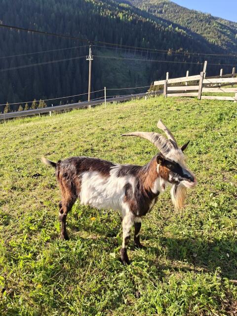 Tauernschecken Bock HB