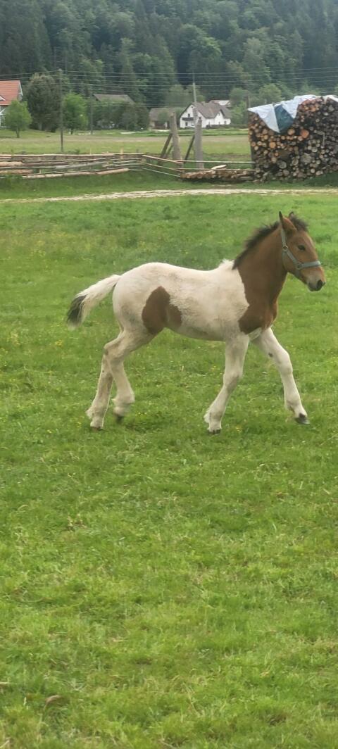 Noriker