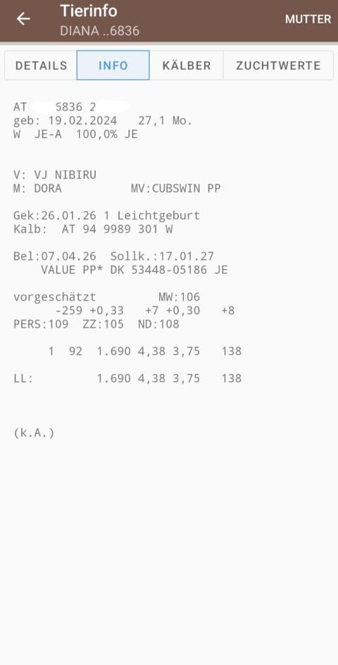 Jersey Erstlingskuh