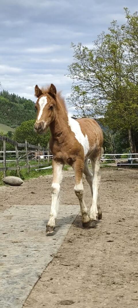 Märchenpony