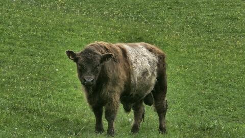 Bio-Galloway-Stier