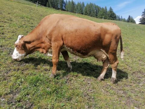 Bio-Fleckviehkuh