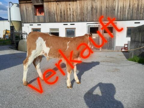 Fleckvieh-Zuchtstierkalb