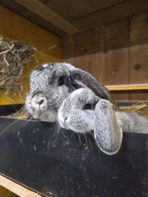 Zwergwidder Chinchilla-Weiß
