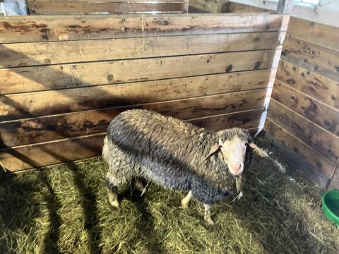 Merino-Widder Bio