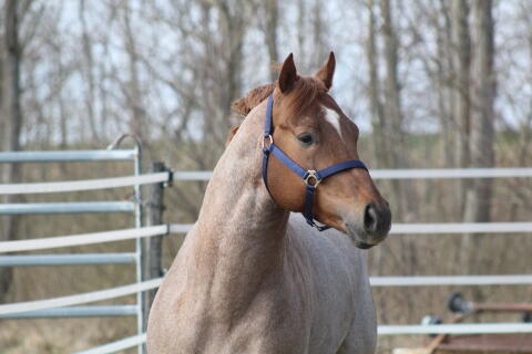 AQHA/APHA Red Roan Deckhengst