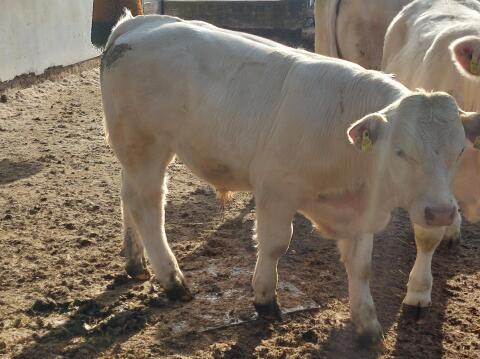 Charolais-Zuchtbullen von Biobetrieb