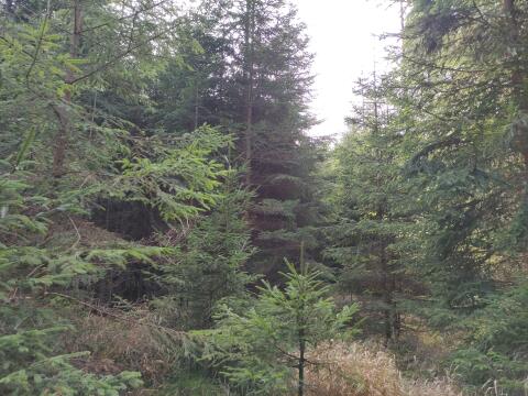 Waldgrundstück (Aigen-Schlägl/Böhmerwald) zu verkaufen