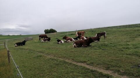 Suche Stier, Bulle